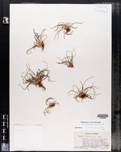 Isoetes tuckermanii