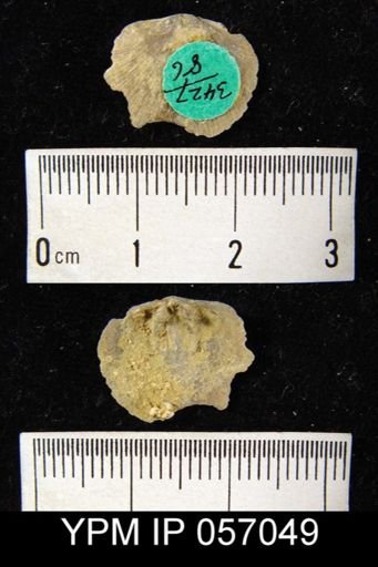Dalmanella subcarinata