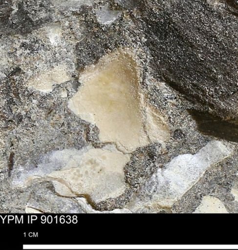 Inoceramus sp.