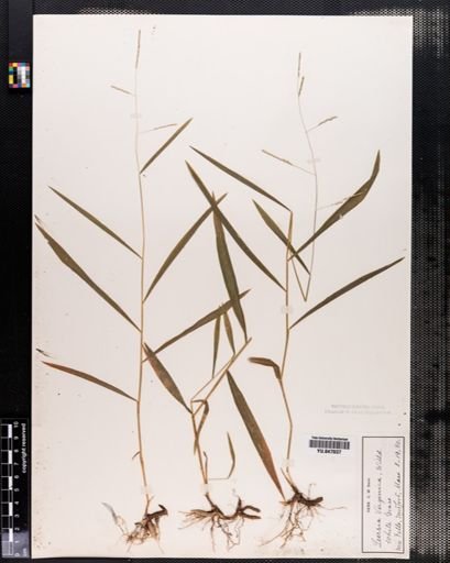 Leersia virginica
