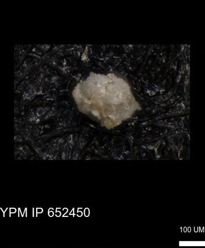 undet. Rugoglobigerinidae