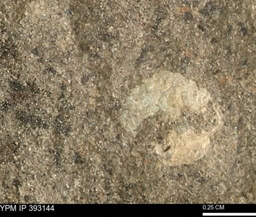 Scaphites sp.