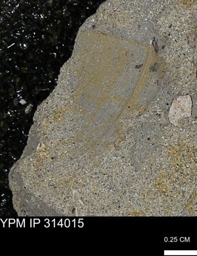 undet. Bivalvia