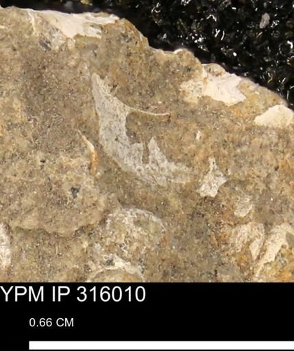 undet. Mollusca
