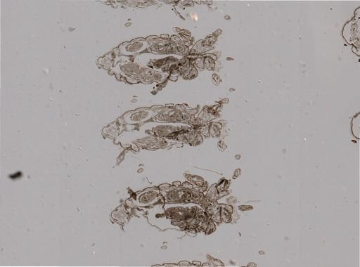 Rhopalosiphum nymphaeae