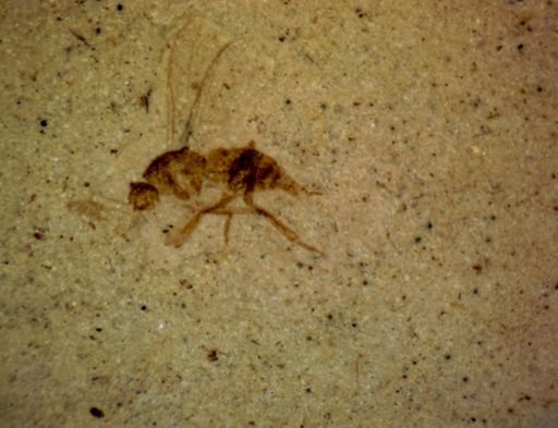 undet. Diptera