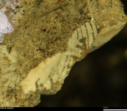 Limopsis?