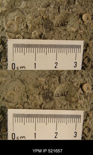 Aganaster gregarius