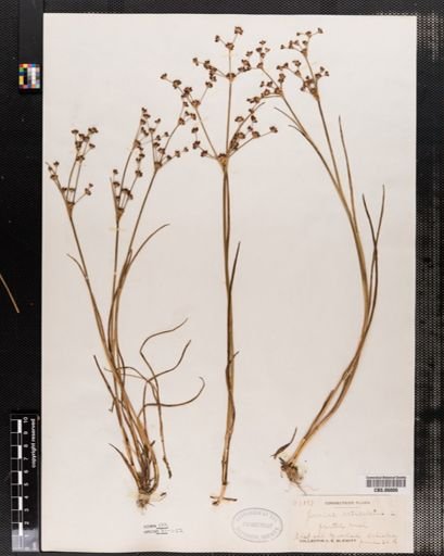 Juncus articulatus