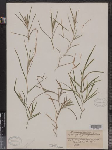 Potamogeton zosteriformis