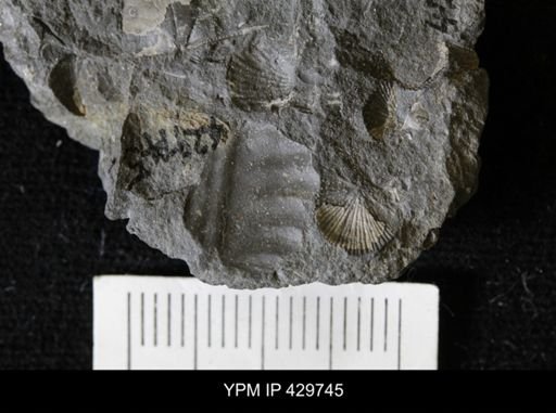 Phacopida