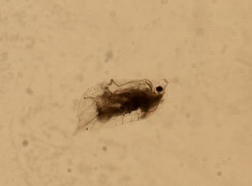 Daphnia pulex