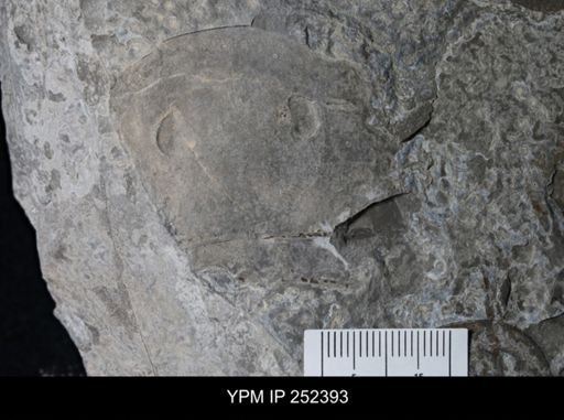 Eurypterus sp.