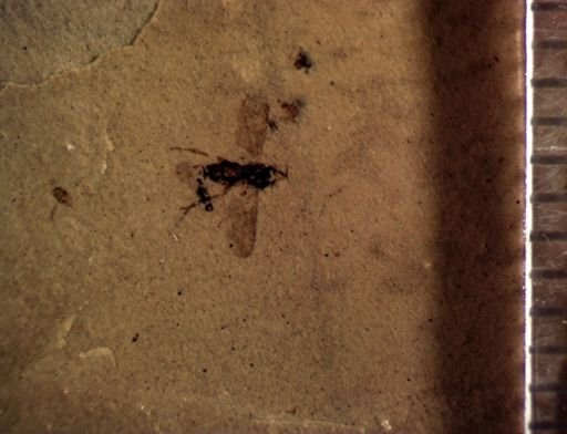 undet. Diptera