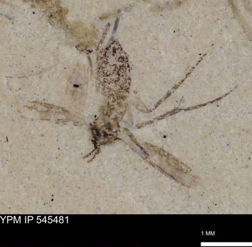 undet. Diptera