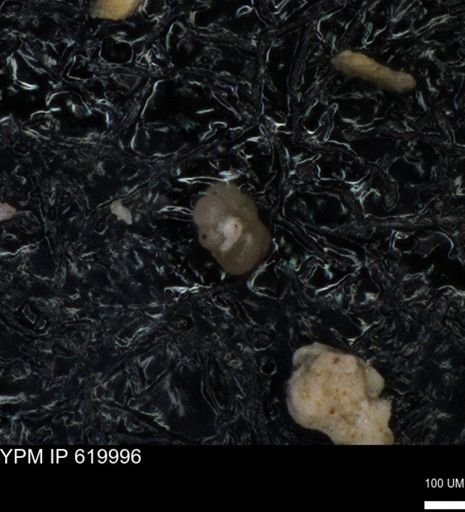 undet. Foraminiferida