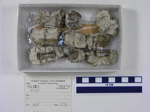 undet. Actinopterygii