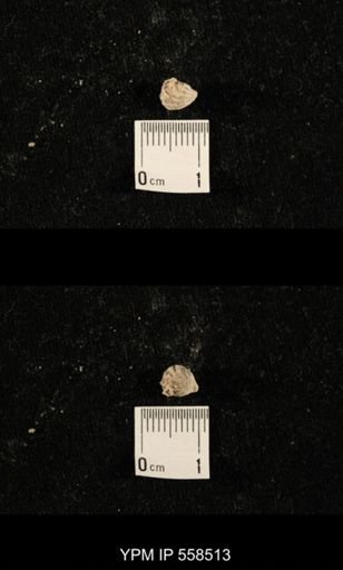 Hustedia sp.