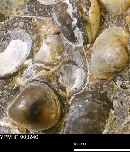 undet. Bivalvia