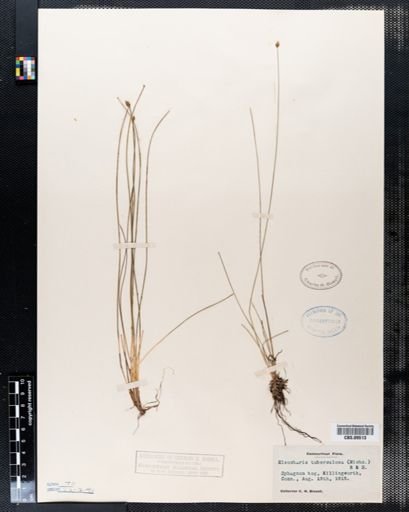 Eleocharis tuberculosa
