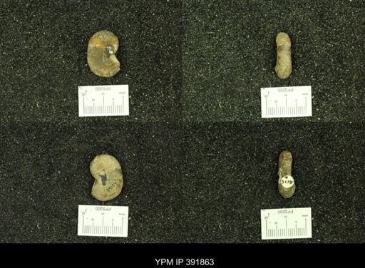 Scaphites whitfieldi