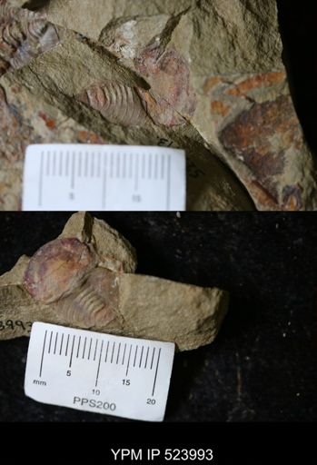 Chelicerata