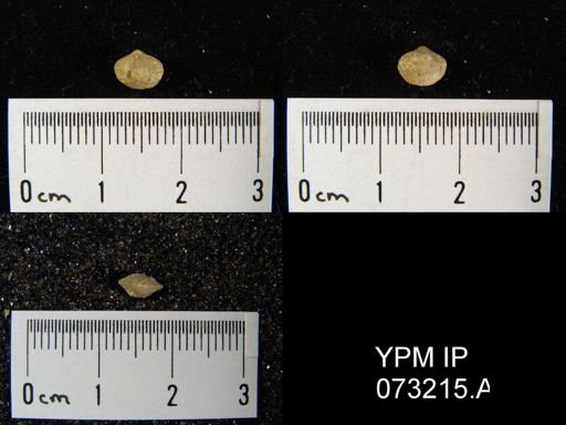 Atrypella decaturensis