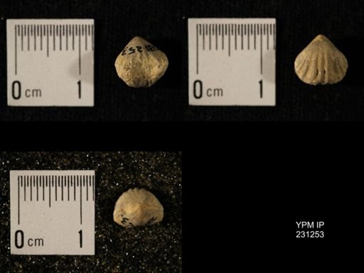 Wellerella osagensis