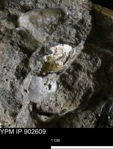 undet. Mollusca