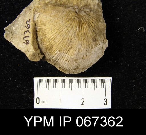 Strophonella punctulifera