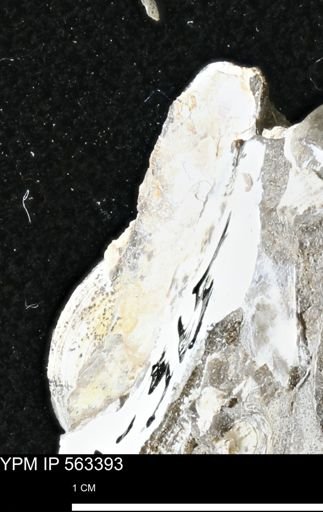 undet. Mollusca