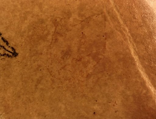 undet. Araneida