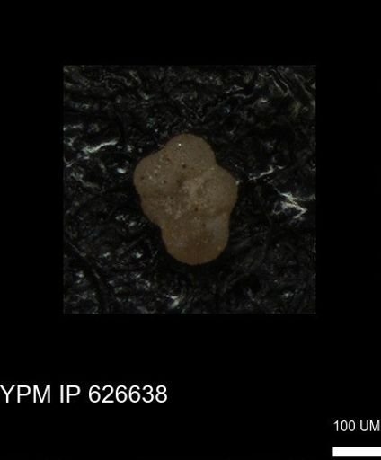 undet. Foraminiferida
