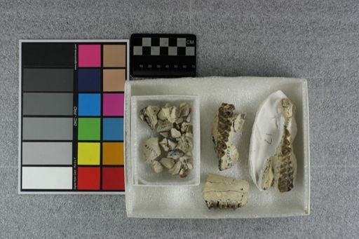 Agriochoerus antiquus