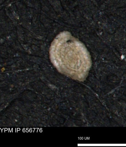 Spirolocammina planula