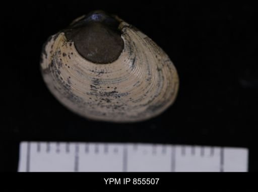 Limopsis striatopunctatus