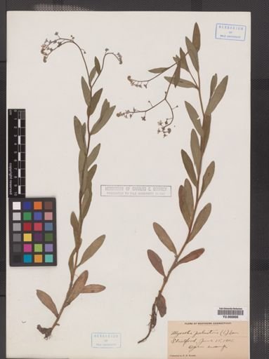 Myosotis scorpioides