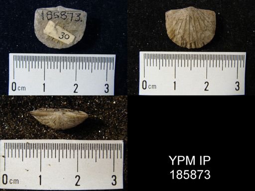 Stropheodonta erratica