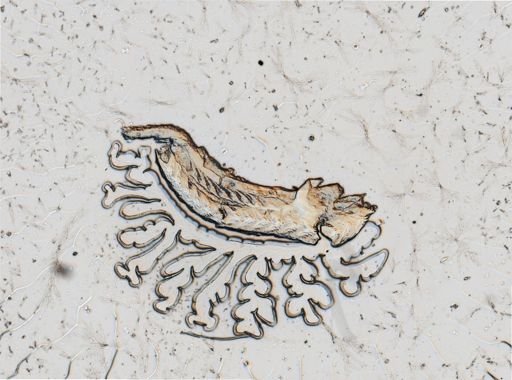 Flabellina verrucosa