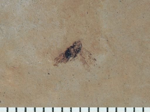 undet. Auchenorrhyncha