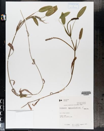 Potamogeton gramineus