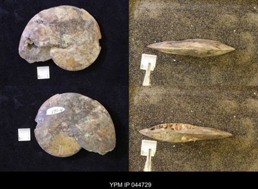 Sphenodiscus lenticularis