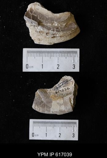 Plesielliptio sp.