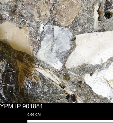 undet. Mollusca