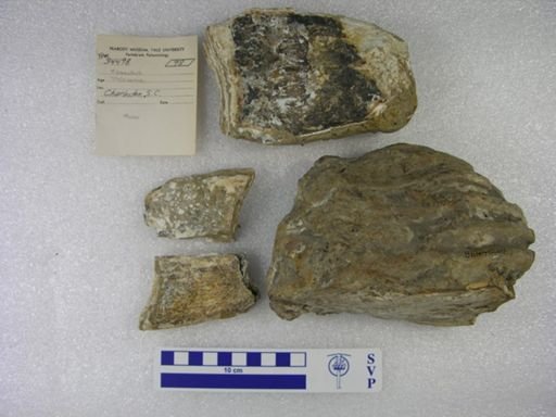 Mammuthus sp.