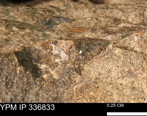 undet. Mollusca