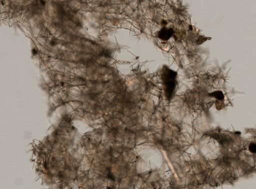 Haliclona (Soestella) caerulea
