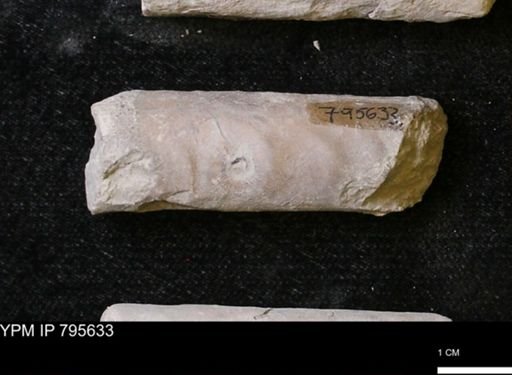 Baculites sp.