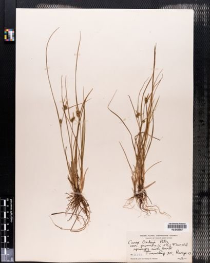 Carex viridula