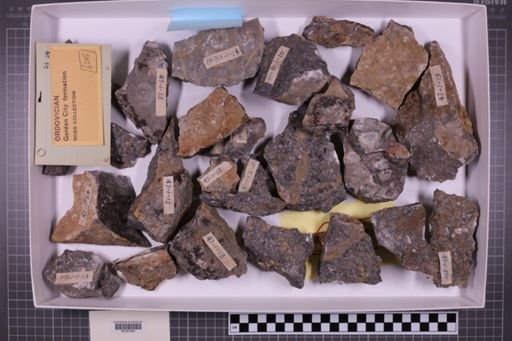 mixed taxa, stratigraphic collection